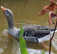 Greylag Goose