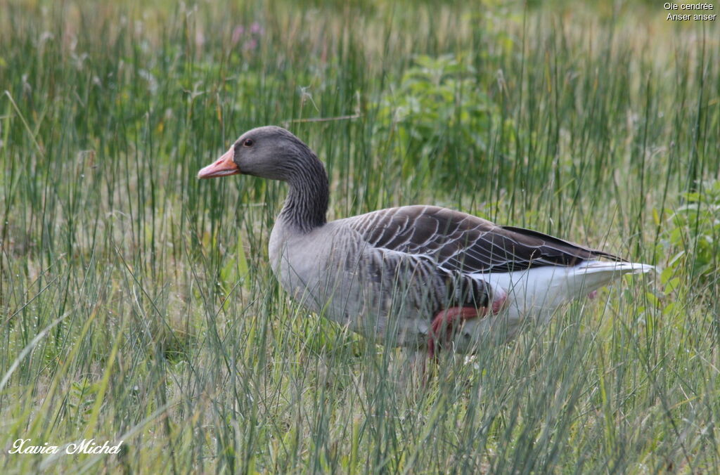 Greylag Goose