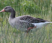 Greylag Goose