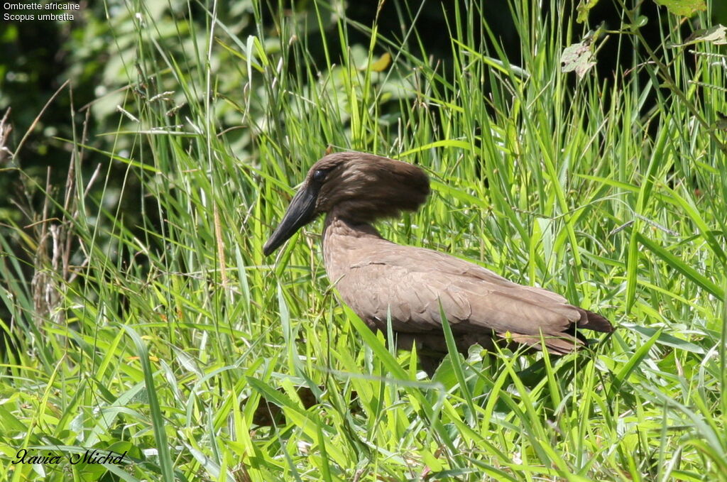 Hamerkop