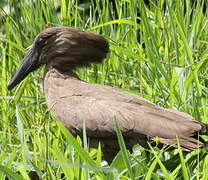 Hamerkop