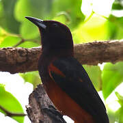 Martinique Oriole