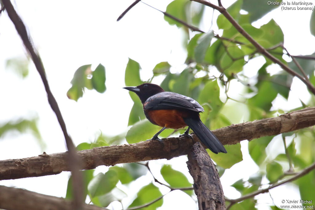 Oriole de la Martiniqueadulte