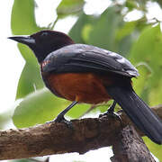 Oriole de la Martinique