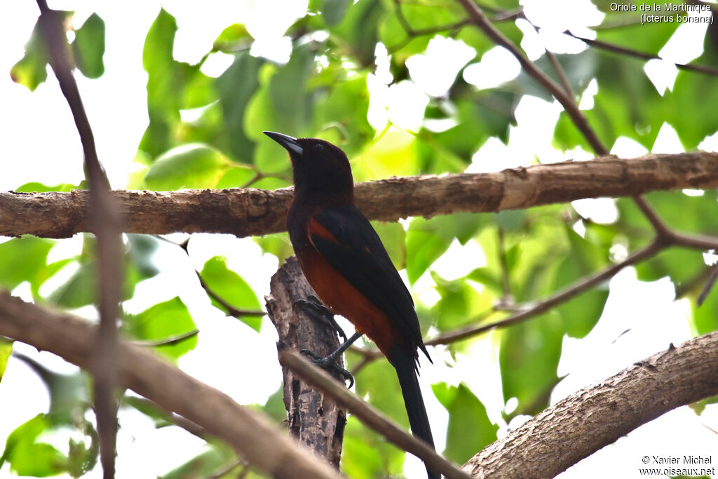 Oriole de Martinique adulte