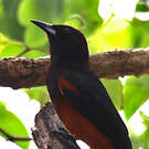 Oriole de Martinique