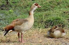 Egyptian Goose