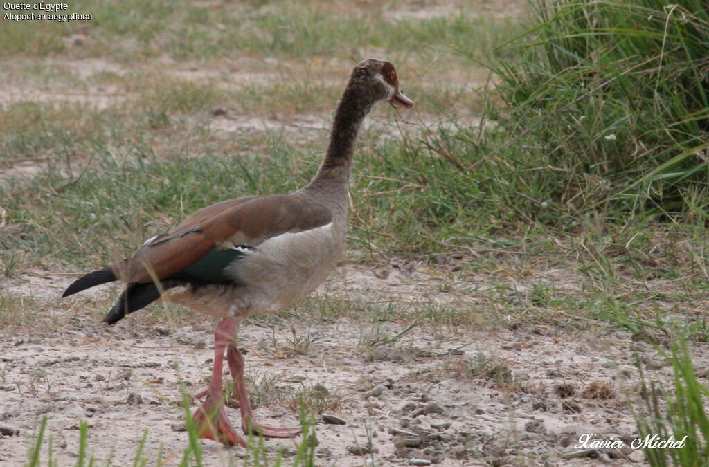 Egyptian Goose