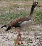 Egyptian Goose