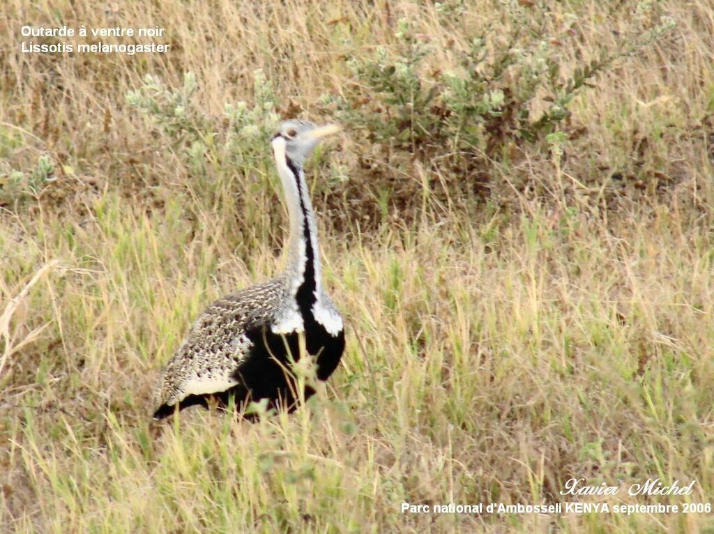 Black-bellied Bustard