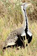 Black-bellied Bustard