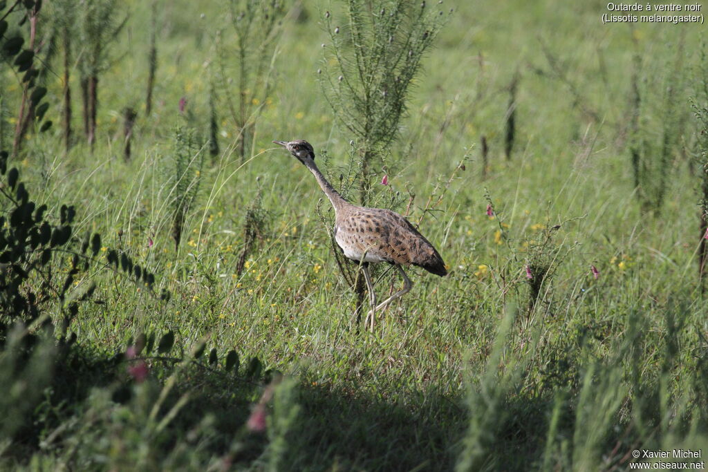 Black-bellied Bustardadult