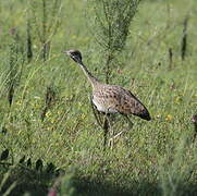 Black-bellied Bustard