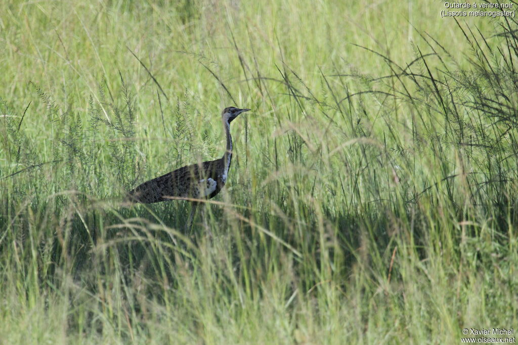 Black-bellied Bustardadult