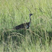 Black-bellied Bustard