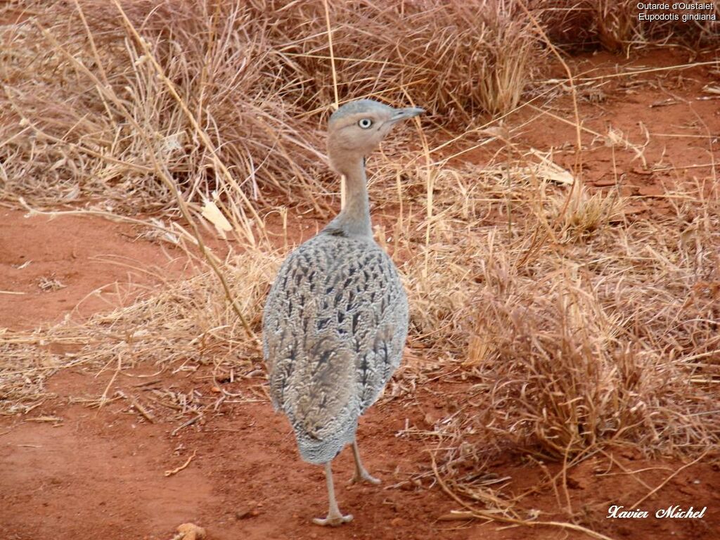 Buff-crested Bustard, identification