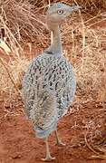 Buff-crested Bustard