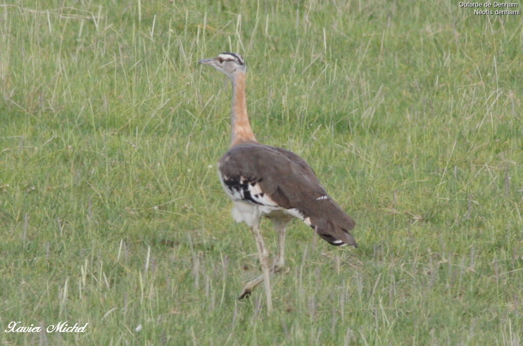 Denham's Bustard