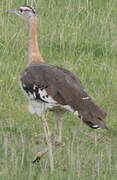 Denham's Bustard