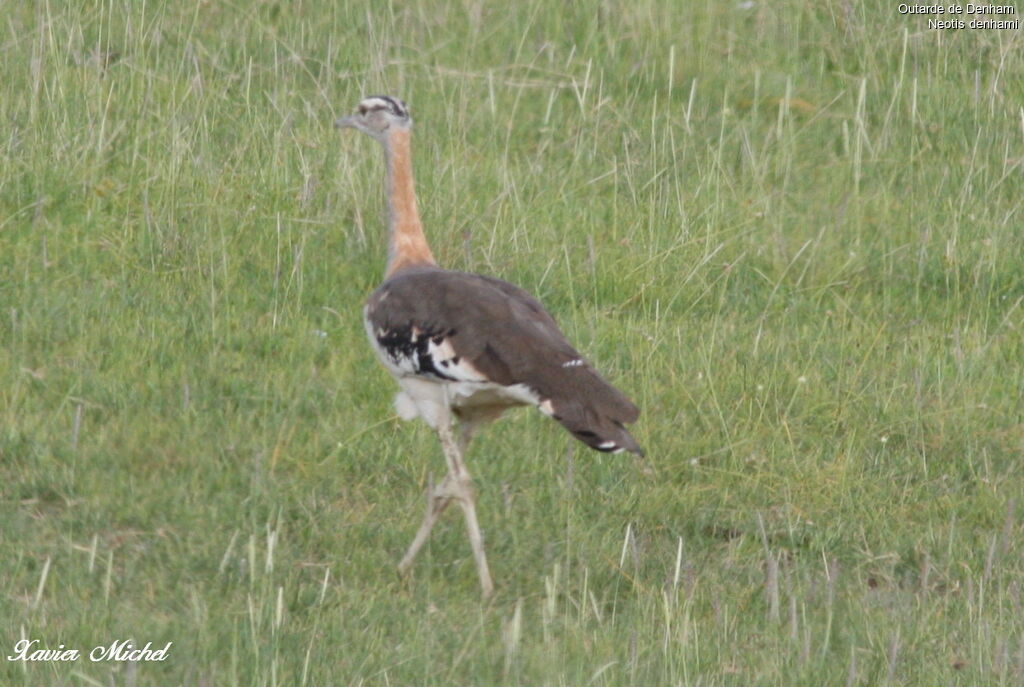 Denham's Bustard