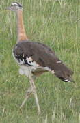 Denham's Bustard