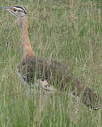 Denham's Bustard