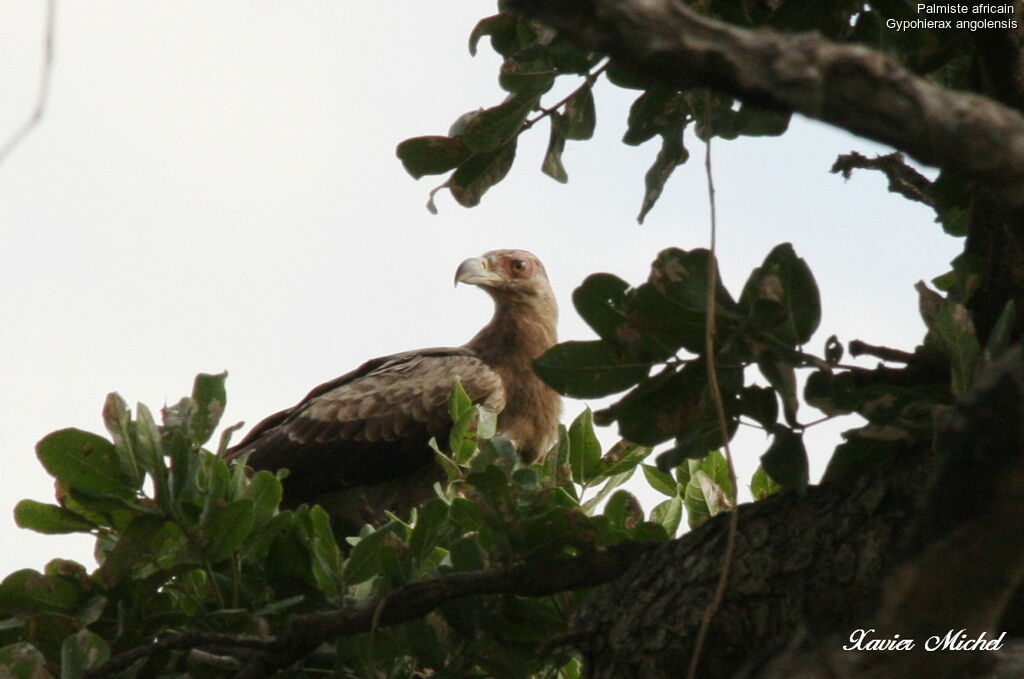 Palm-nut Vulturejuvenile