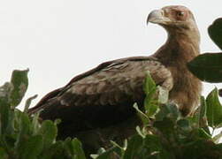 Palm-nut Vulture