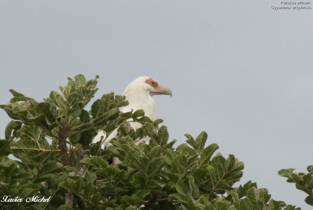 Palm-nut Vultureadult