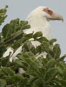 Palm-nut Vulture