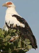 Palm-nut Vulture