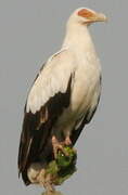 Palm-nut Vulture