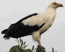 Palm-nut Vulture