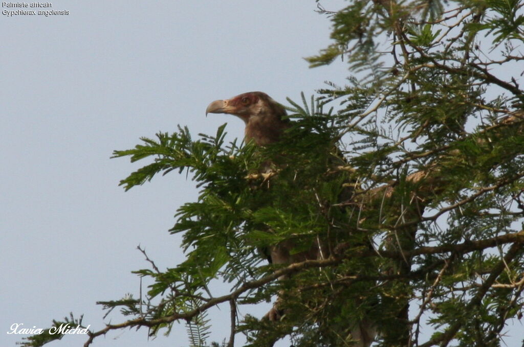 Palm-nut Vulturejuvenile