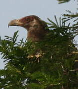 Palm-nut Vulture