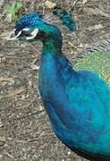 Indian Peafowl