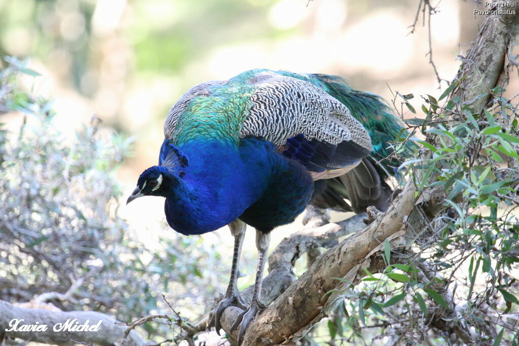 Paon bleu mâle adulte, identification