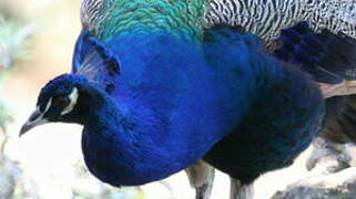 Indian Peafowl