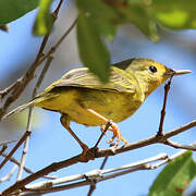 Paruline des mangroves