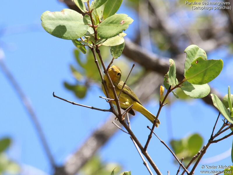 Mangrove Warbler female adult