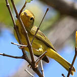 Paruline des mangroves