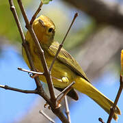 Mangrove Warbler