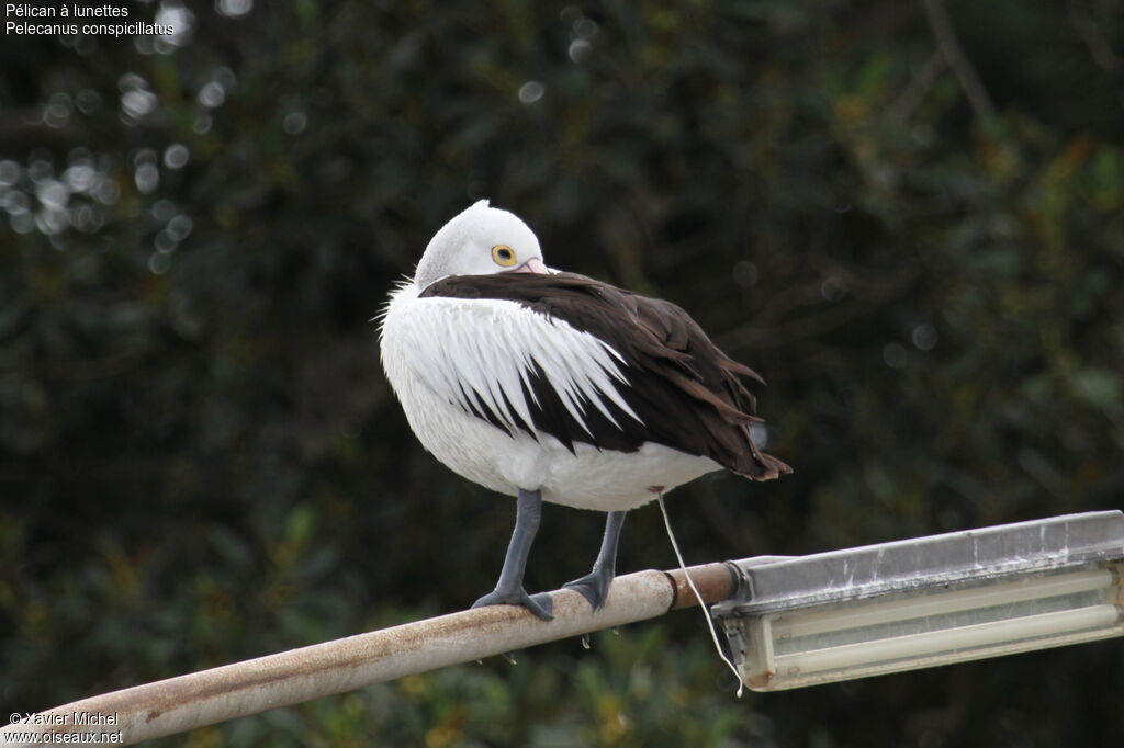 Australian Pelican