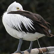 Australian Pelican