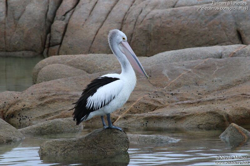 Australian Pelican, identification