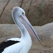 Australian Pelican