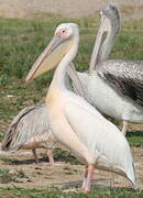 Great White Pelican