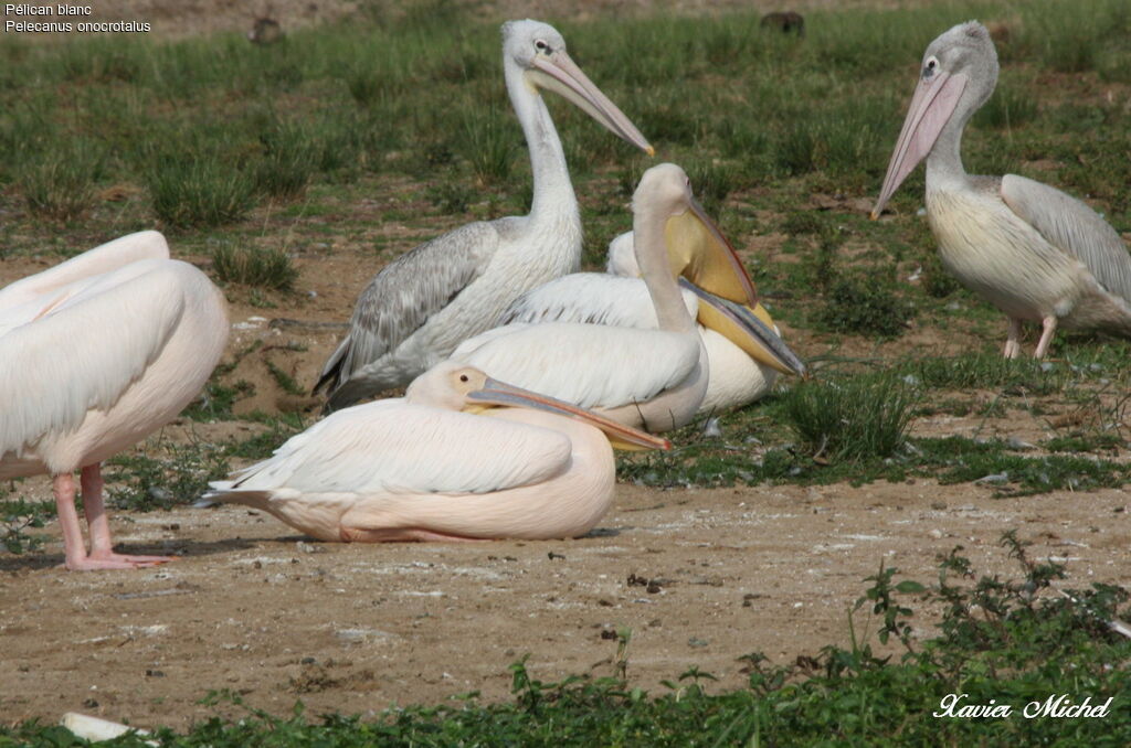 Great White Pelicanadult