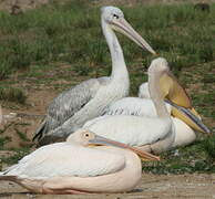 Great White Pelican