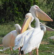 Great White Pelican